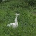mini-IMG_1211